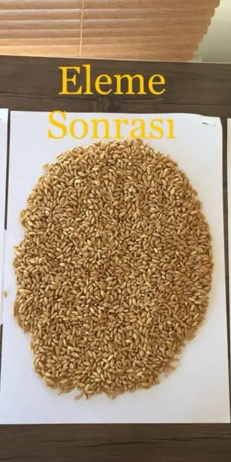 Eleme sonrası tohum
