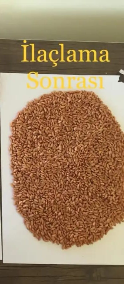 İlaçlama sonrası tohum